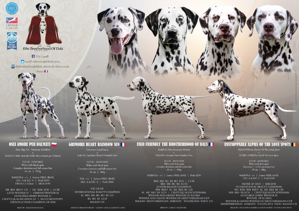 Mes chiens 